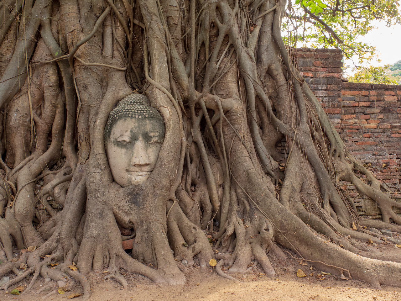 Buddha in a Tree: Buddha Surprise A Thailand Temple